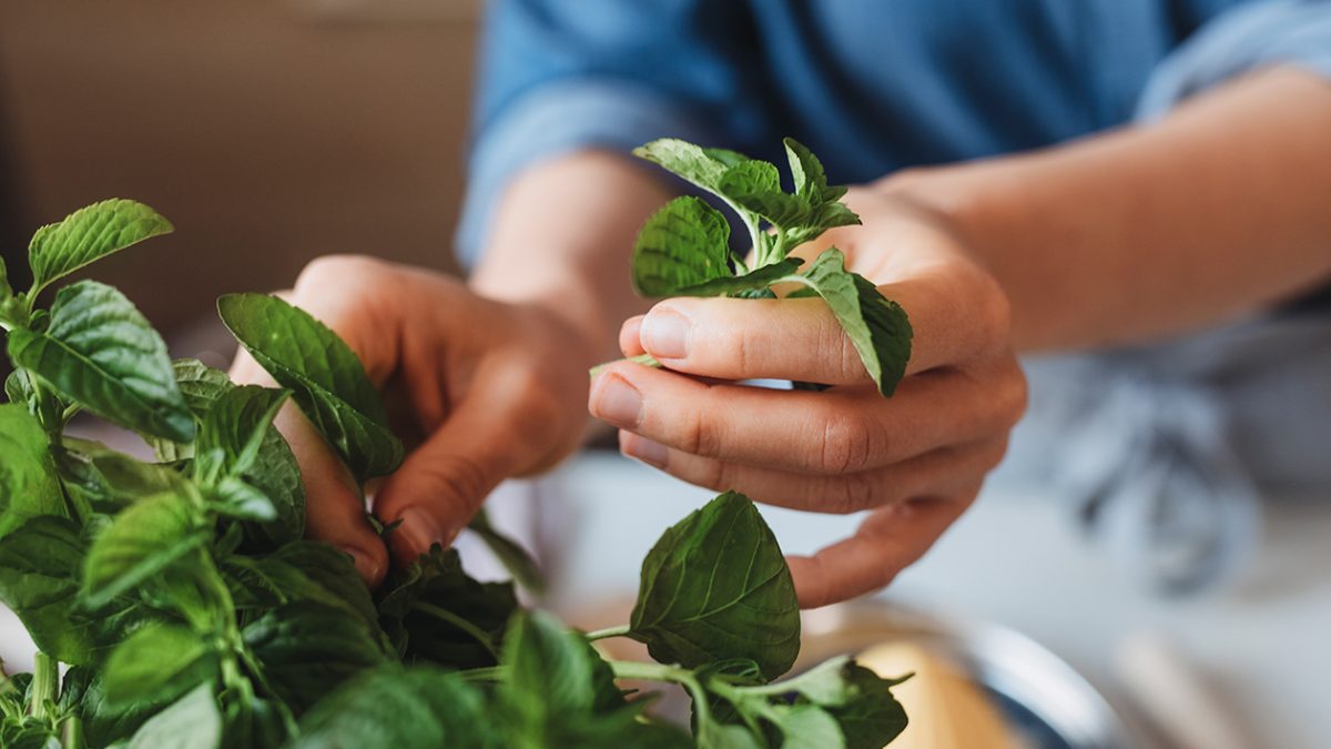 Todo lo que necesitas es menta: descubre sus beneficios