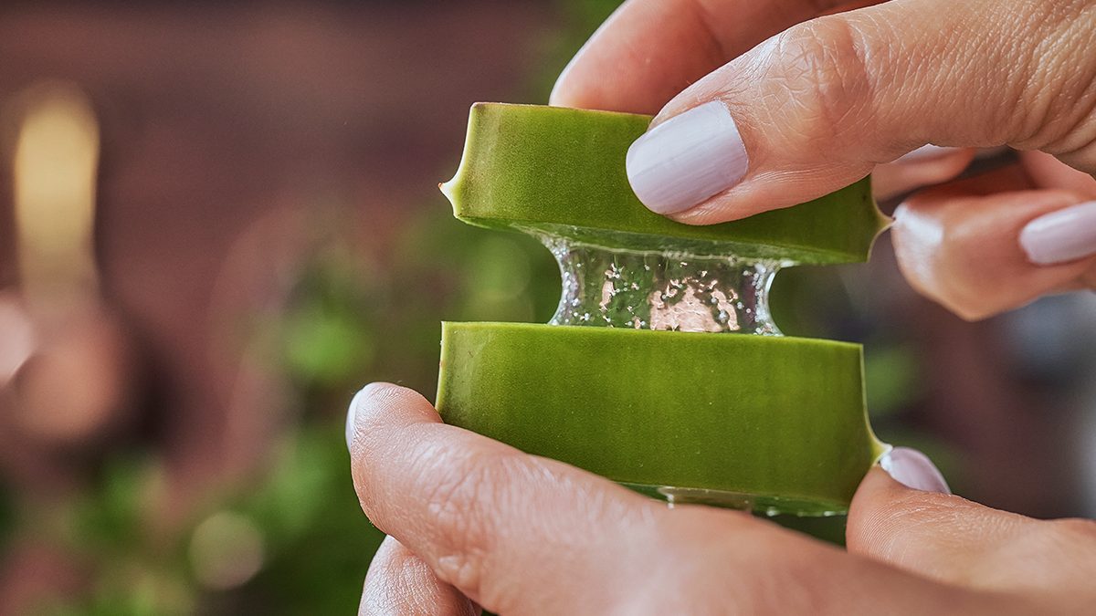 ¿Conoces todos los beneficios del gel de aloe vera?