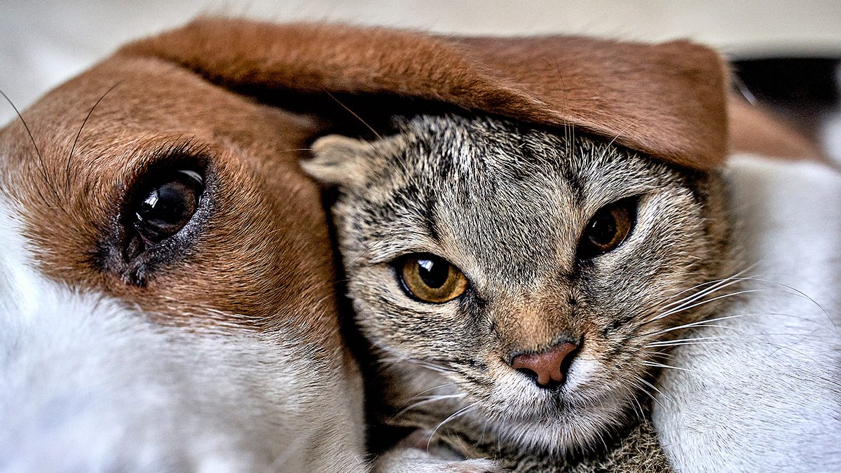 Si tú también tienes perro o gato en casa, estos son los mejores regalos para tus mascotas