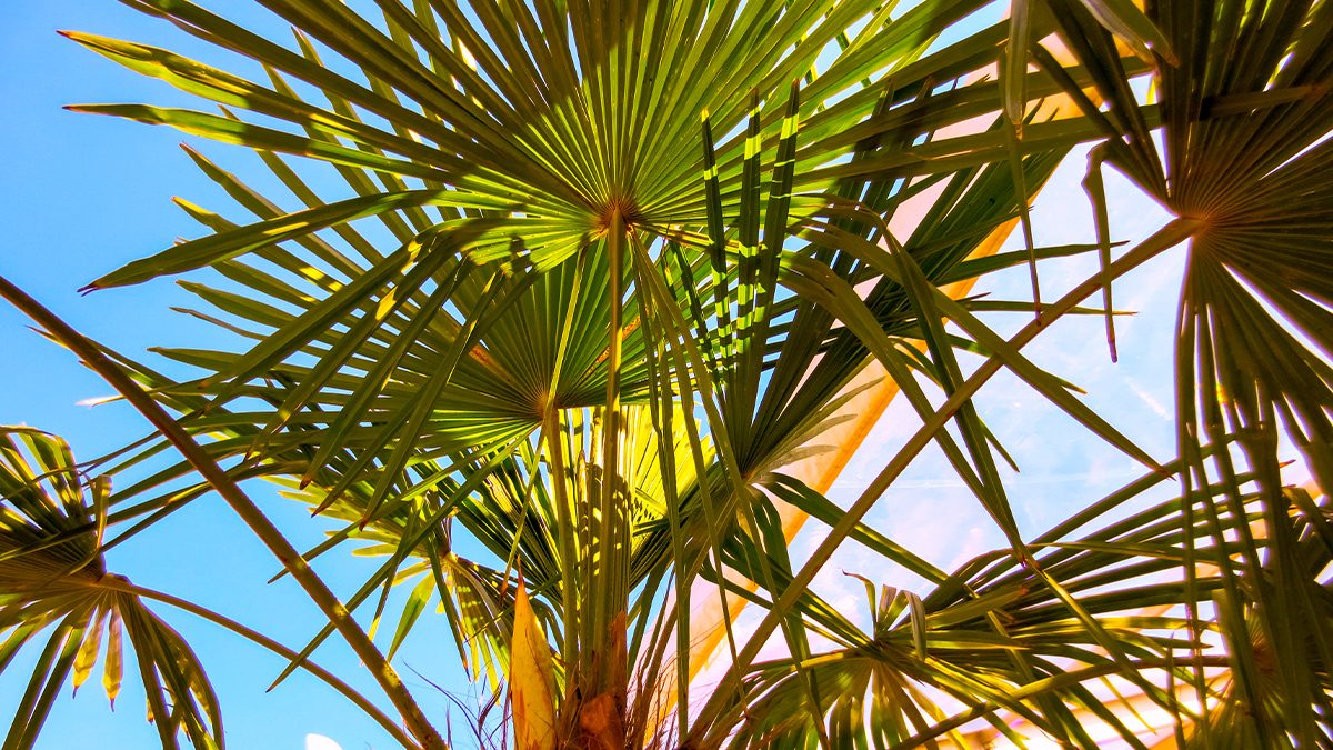 Beneficios y propiedades del saw palmetto para el cabello