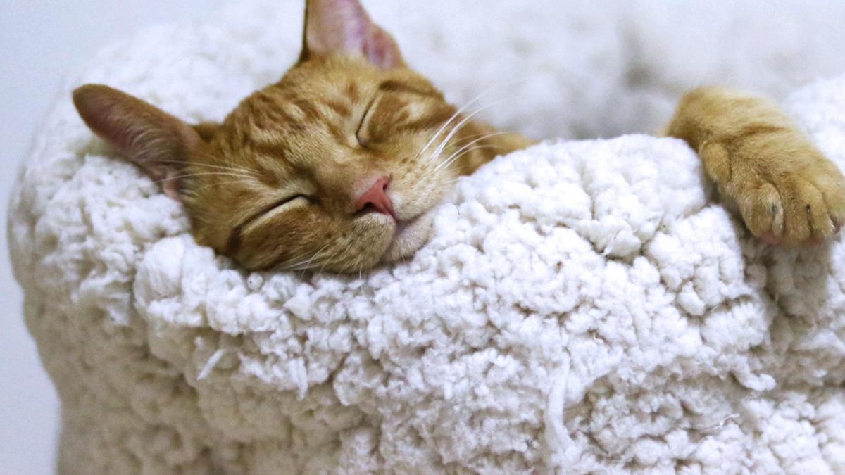 Todo lo que tienes que saber sobre las mejores camas para gatos