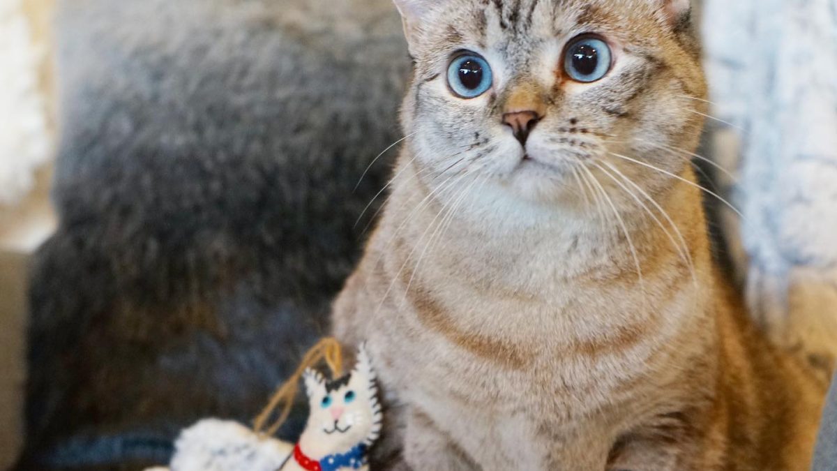 Si vas a comprar un transportín para tu gato, sigue estos consejos para encontrar el que más se adapte a sus necesidades