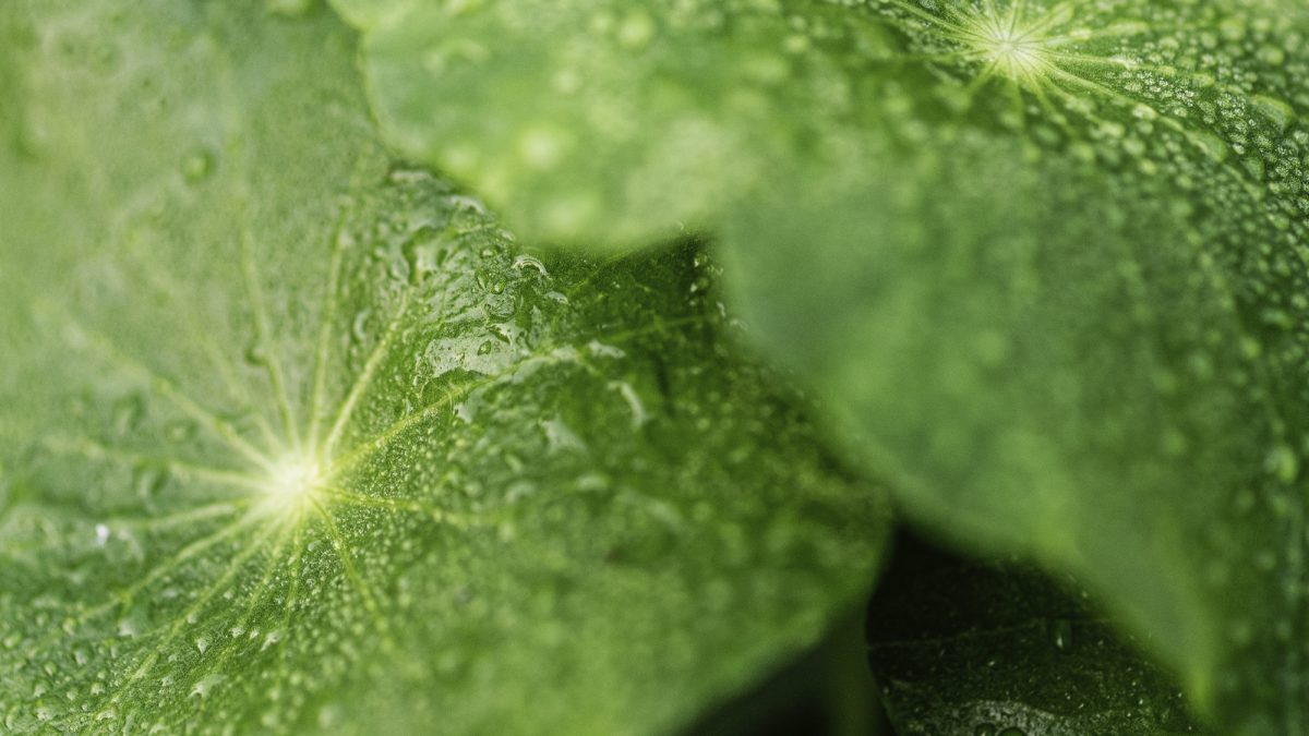 Propiedades de la Centella Asiática