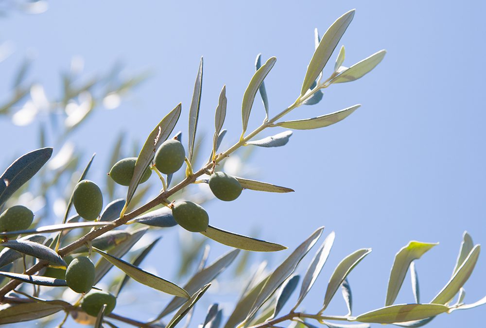 Propiedades del aceite de oliva para la piel según los expertos