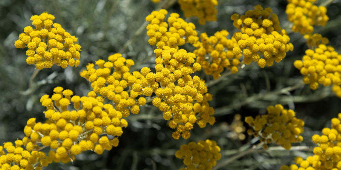 Propiedades del aceite esencial de Helichrysum