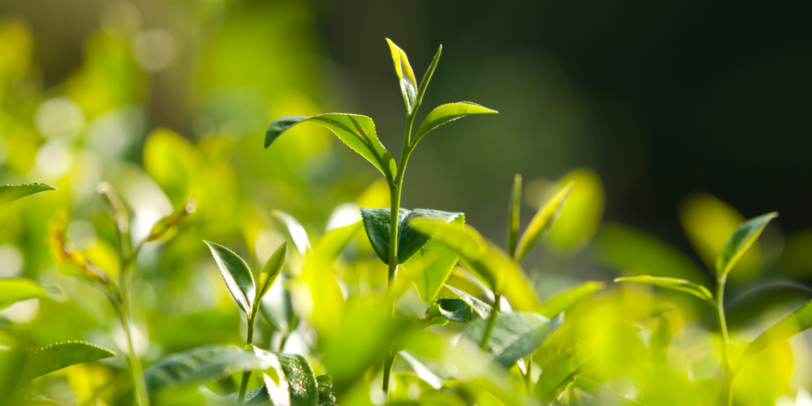 Beneficios del Árbol de Té y de la Centella Asiática