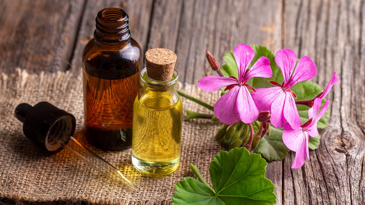 Aceite de geranio: propiedades, usos y beneficios