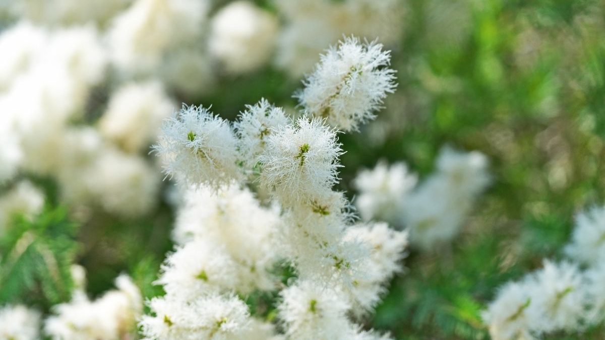 Cómo puedes deshacerte de los granos con el aceite de árbol de té según los expertos