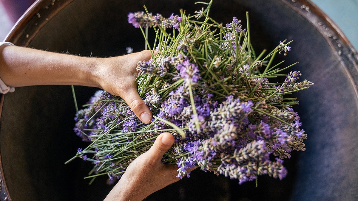 Cómo hacer aceite de lavanda en casa y cómo debes emplearlo