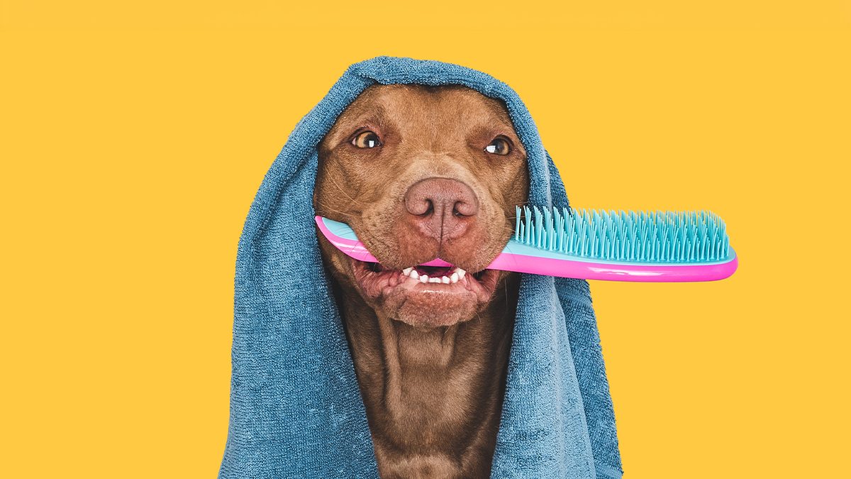 Los mejores consejos de experto para el cuidado del pelo y la piel de tu mascota en verano