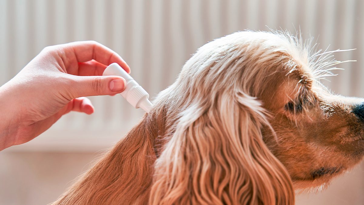 Pipeta, collar o pastillas antipulgas: qué es lo mejor para tu mascota