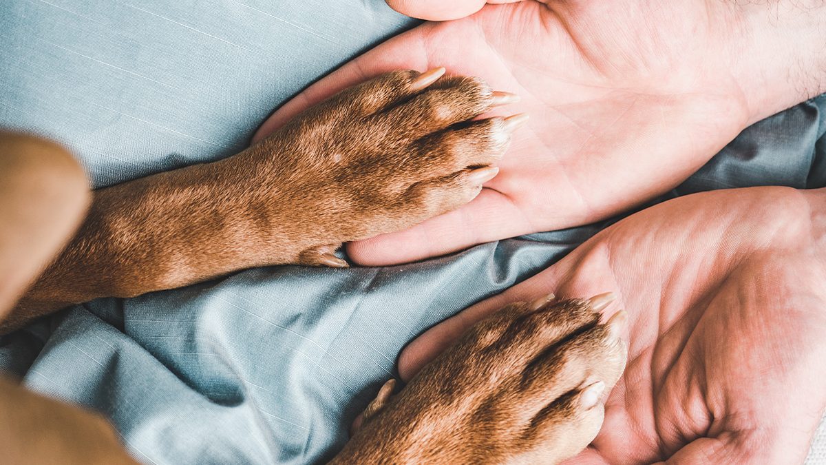 Todo lo que necesitas para cuidarle las almohadillas a tu mascota