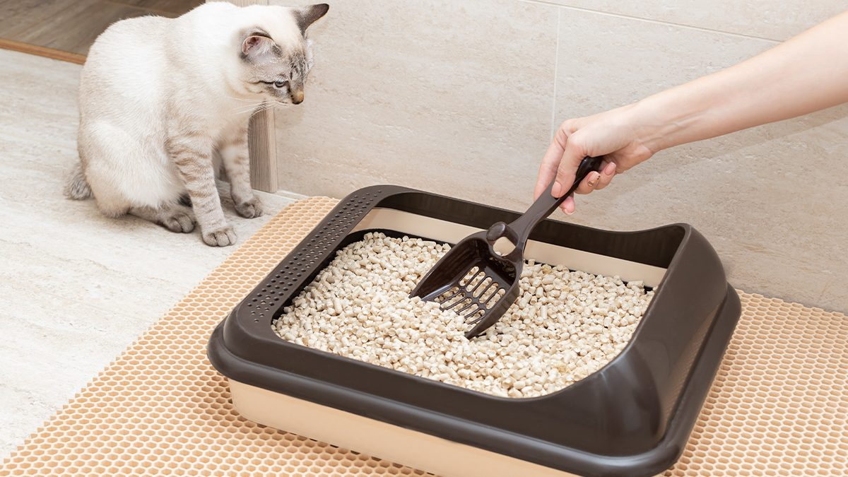 Limpiar el arenero de tu gato: cómo hacerlo y cada cuánto desinfectarlo