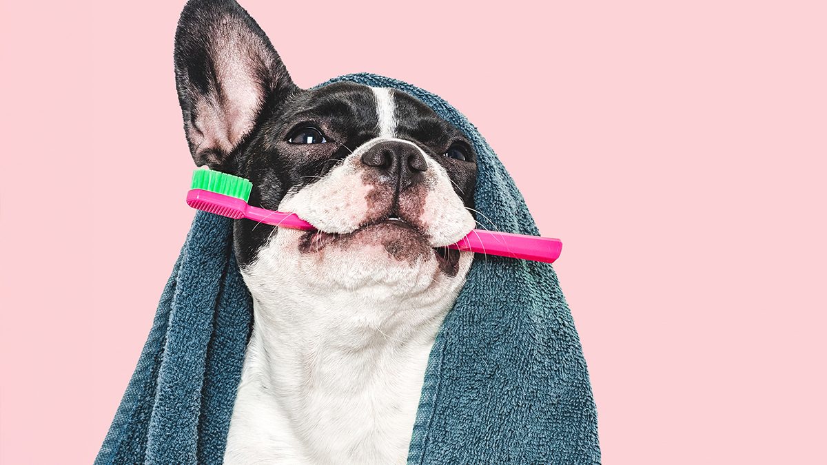Los 6 mejores productos de limpieza que no afectarán a la salud de tus mascotas