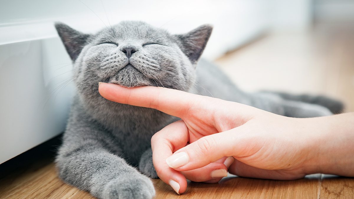Beneficios de vivir en compañía de una mascota