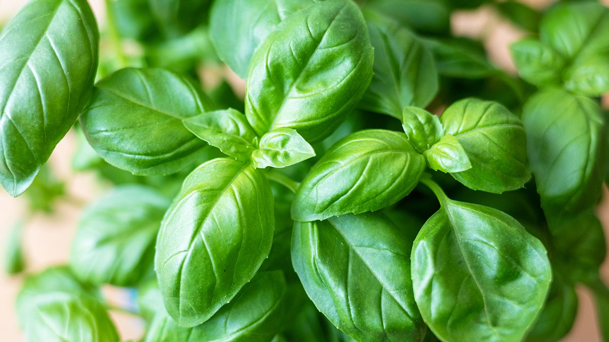 Albahaca: todas las propiedades y beneficios de esta planta