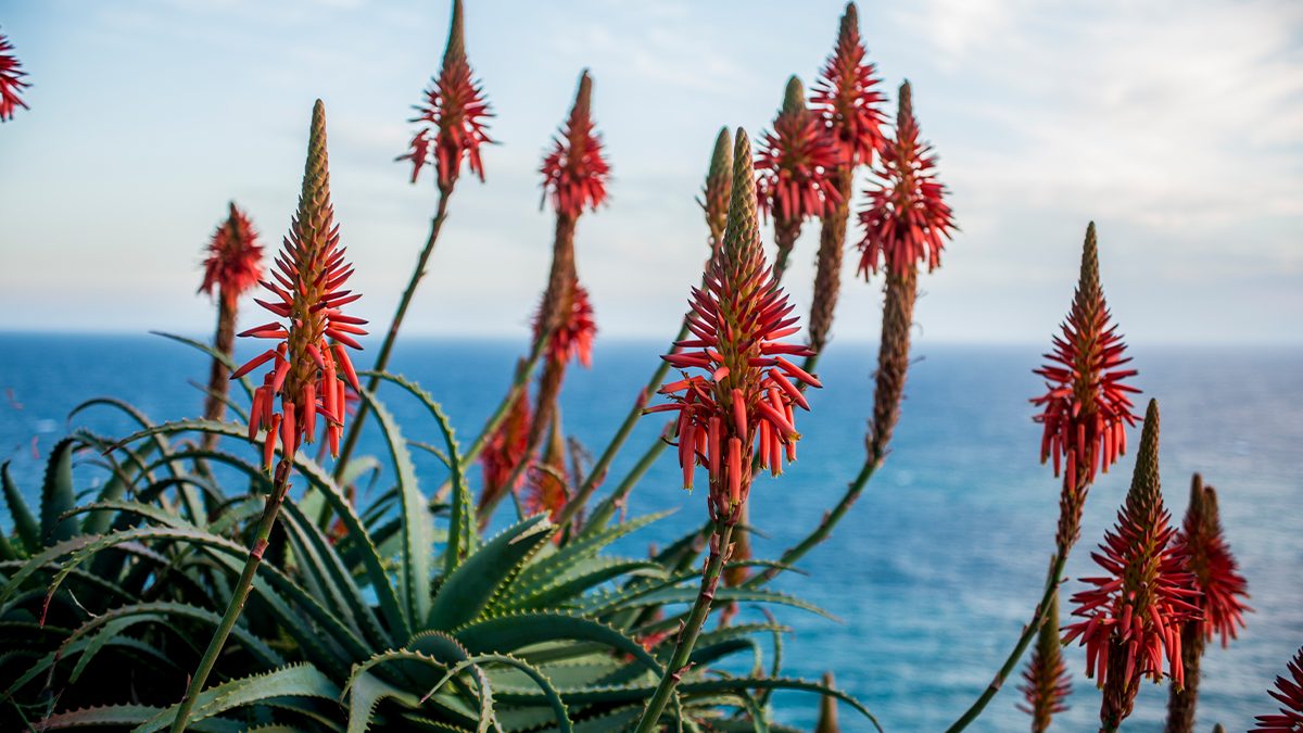 La flor del aloe vera: la gran desconocida de esta plata que tiene todas estas propiedades