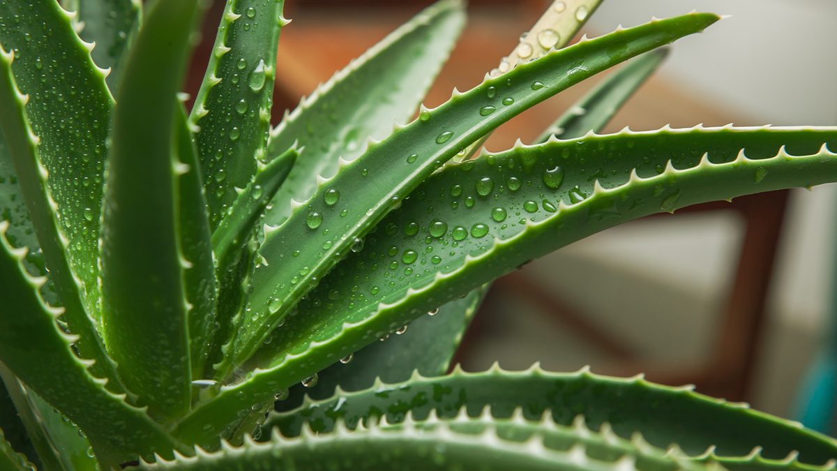 Cómo cuidar tu planta de aloe vera: los usos que te beneficiarán