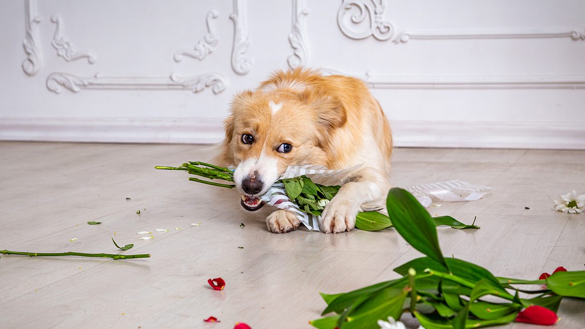 ¿Tu pareja tiene mascotas? Estas son las flores que no podrá tener un ramo (y sus alternativas)