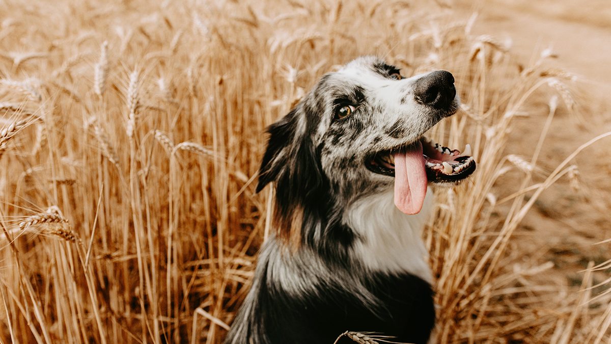 ¡Mucho cuidado al pasear a tu perro! Es temporada de orugas procesionarias: los peligros que corre